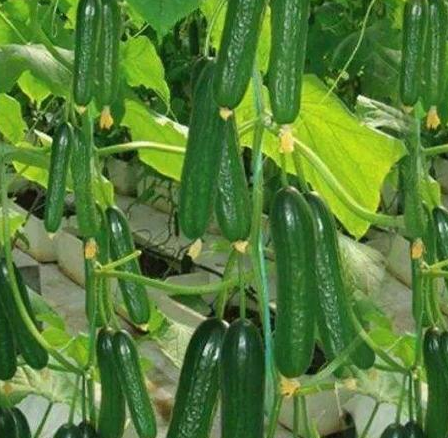 Jasper F1 Fruit Cucumber