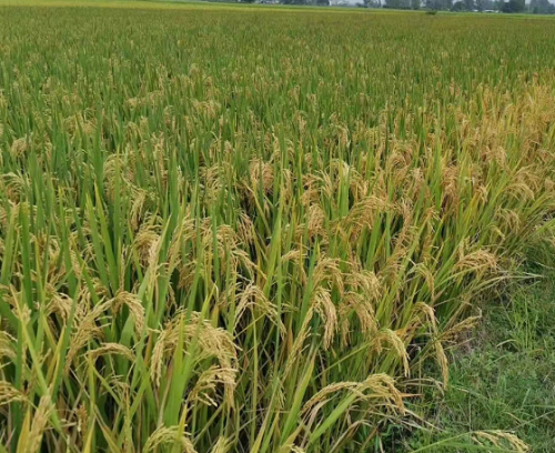 Rice Seed -Three Lines- The Best Oval Shape Seed with High Yield