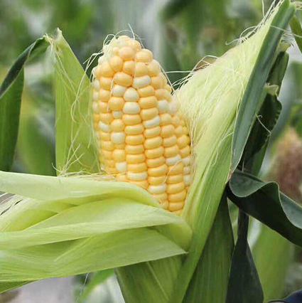 Early Maturing Hybrid Bicolor Corn Seeds