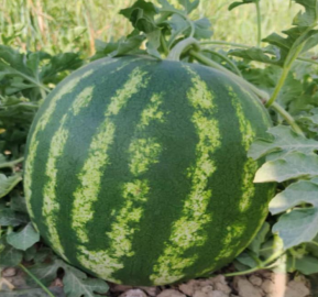 Crimson Sweet Wide Strips Round Watermelon Seeds