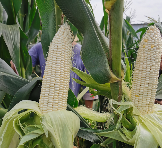 Early Maturing White Sweet Waxy Fresh Corn Seeds