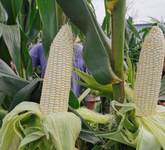 Early Maturing White Sweet Waxy Fresh Corn Seeds