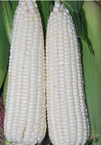 White Corn -Super Sweet with Waxy Seeds