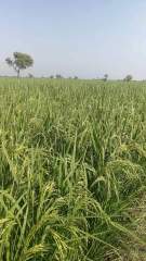 Rice Seed -Two Lines- Best Heat Tolerance