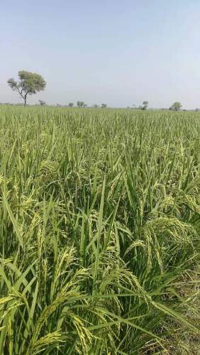 Rice Seed -Two Lines- Best Heat Tolerance