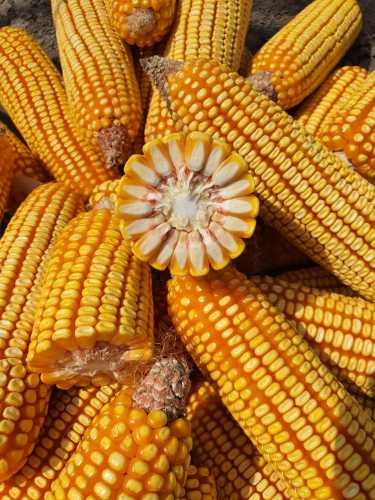 Hfc005 F1 Maize for Grains High Yield with Heat Tolerance Seeds
