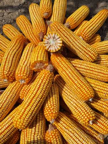 Hfc001 Maize for Grains High Yield with Heat Tolerance Seeds