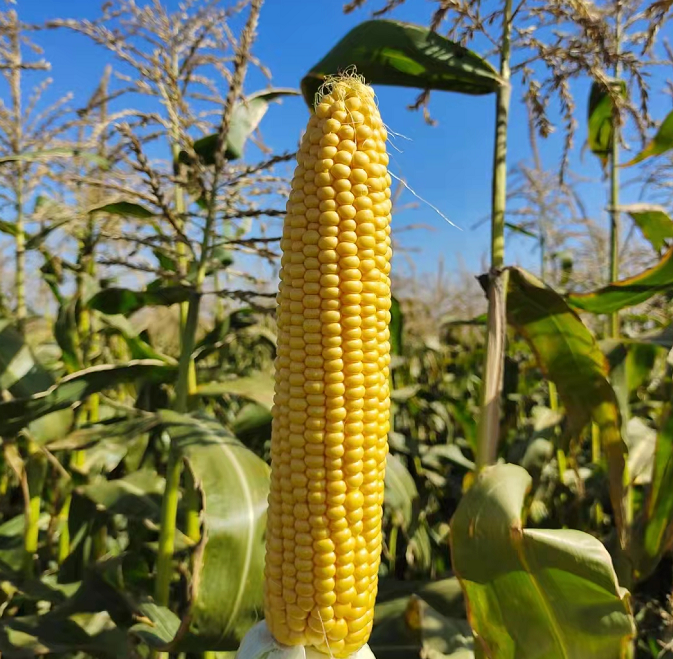 Super Sweet Yellow Corn Seeds