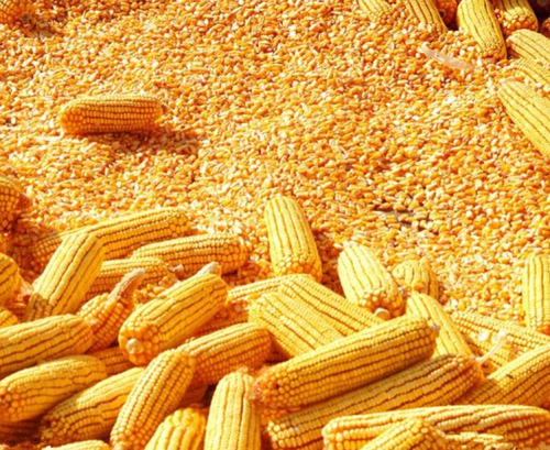 Hfc001 Maize for Grains High Yield with Heat Tolerance Seeds