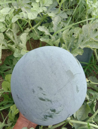 Black Round Seedless Watermelon Seeds