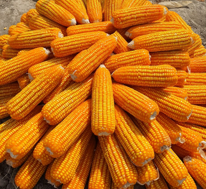 Hfc004 F1 Maize for Grains The Highest Yield Seeds