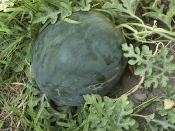 Dark Green Round Watermelon Seed