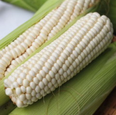 Waxy White Corn Seeds