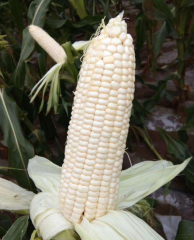 Waxy White Corn Seeds