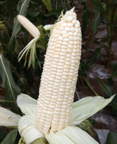 Waxy White Corn Seeds