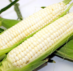 Early Maturing White Sweet Waxy Fresh Corn Seeds