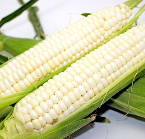 Early Maturing White Sweet Waxy Fresh Corn Seeds