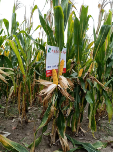 Maize for Grains High Yield with Heat Tolerance Seeds