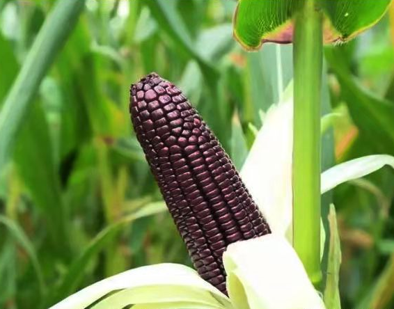 Fresh Black Corn Seeds