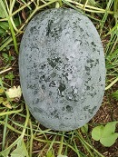 Oblong Black Watermelon Seeds