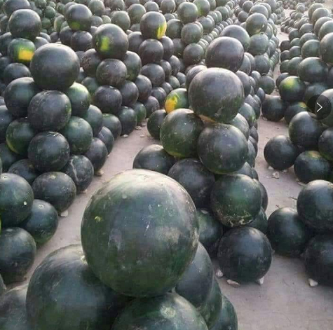 Black Round Seedless Watermelon Seeds