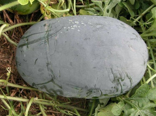 Oblong Black Watermelon Seeds