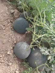 Black Round Seedless Watermelon Seeds