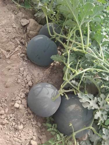 Black Round Seedless Watermelon Seeds