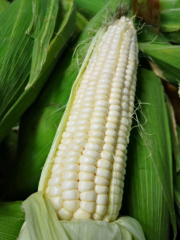 Waxy White Corn Seeds