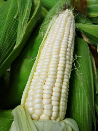 Waxy White Corn Seeds