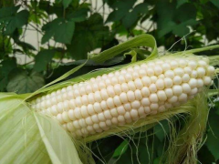 Early Maturing White Sweet Waxy Fresh Corn Seeds