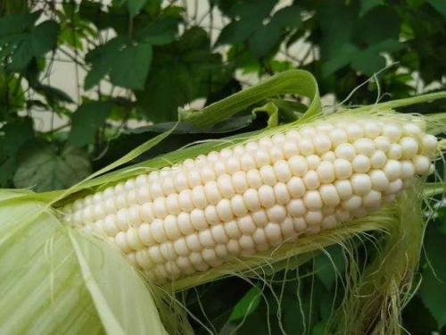 Early Maturing White Sweet Waxy Fresh Corn Seeds