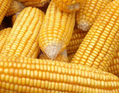 Hfc004 F1 Maize for Grains The Highest Yield Seeds