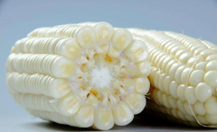Waxy White Corn Seeds