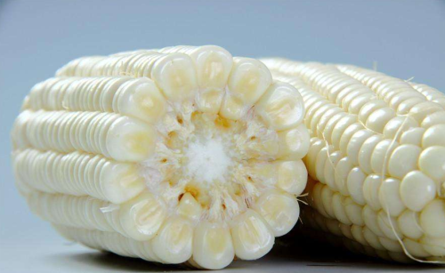 Waxy White Corn Seeds