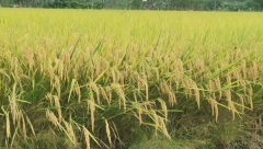 Rice Seed -Two Lines- Best Heat Tolerance