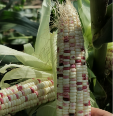 Purple White Corn Seeds