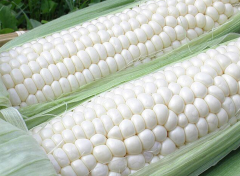 MID-Maturing Hybrid Sweet Plus Waxy White Corn Seeds