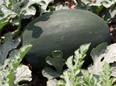 Oblong Black Watermelon Seeds