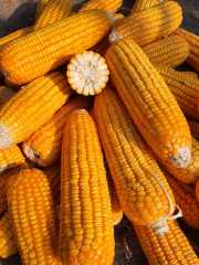 Hfc005 F1 Maize for Grains High Yield with Heat Tolerance Seeds