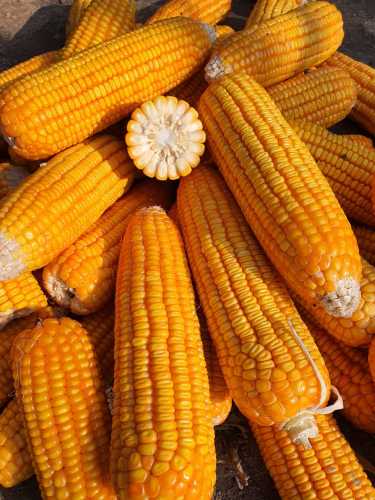 Hfc005 F1 Maize for Grains High Yield with Heat Tolerance Seeds