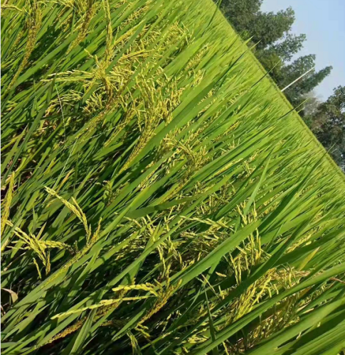 Rice Seed -Two Lines- The Best High Yield