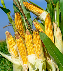 Hfc001 Maize for Grains High Yield with Heat Tolerance Seeds