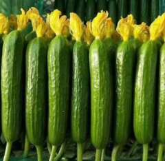 Jasper F1 Fruit Cucumber