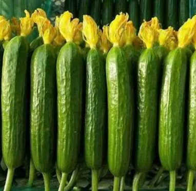 Jasper F1 Fruit Cucumber