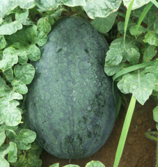 Oblong Dark Green Watermelon Seeds
