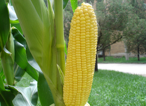 Super Sweet Yellow Corn Seeds