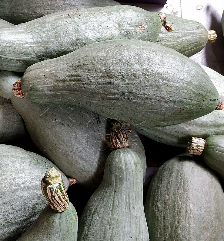 High Yield and Disease Resistance Noble Pumpkin Seeds
