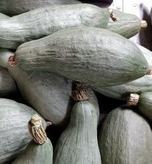 High Yield and Disease Resistance Noble Pumpkin Seeds