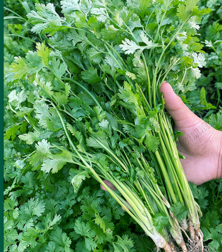 Thai heat-resistant coriander